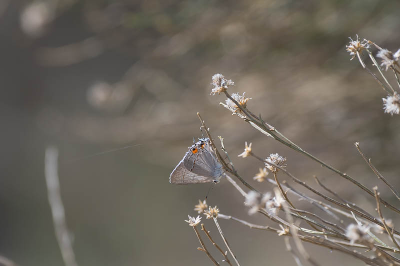 Gray Hairstreak